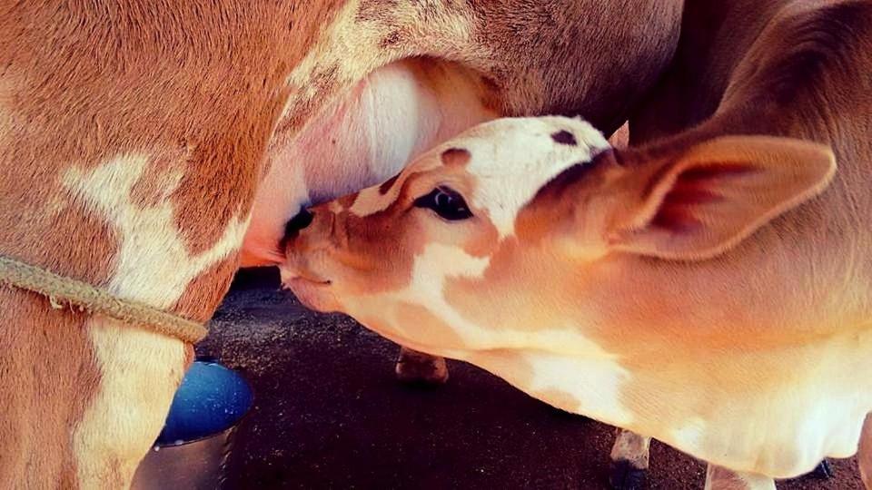 Fazenda Menino Da Porteira Alojamento de Turismo Rural Ouro Fino (Pouso Alegre)